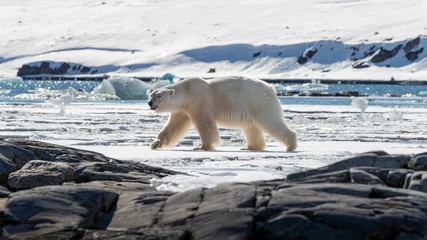 Adult male polar bear, Ursus maritimus, walking on the fast ice in its natural habitat, with a snow and fjord landscape background, and a rocky foreground. Kongsfjorden, Svalbard. © Rixie
