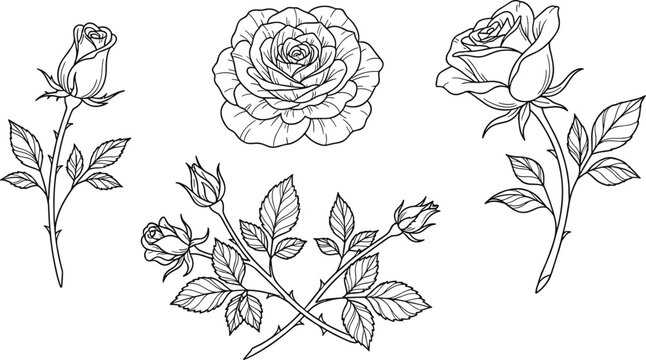 Elegant Rose Flower Line Art Vector Set Featuring Botanical Blossoms, Rosebuds on Thorny Branches, and Blooming Garden Flora for Wedding Invitations
