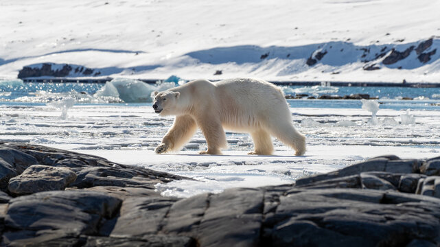 Adult male polar bear, Ursus maritimus, walking on the fast ice in its natural habitat, with a snow and fjord landscape background, and a rocky foreground. Kongsfjorden, Svalbard.