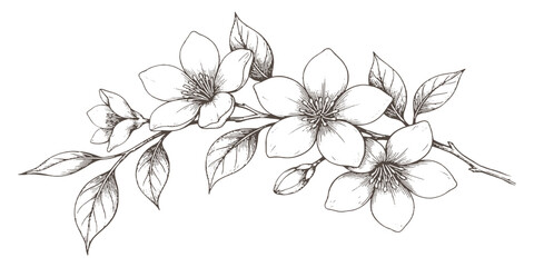 Fototapeta premium Vintage hand drawn blooming flower branch with leaves and buds nature botanical art vector illustration.