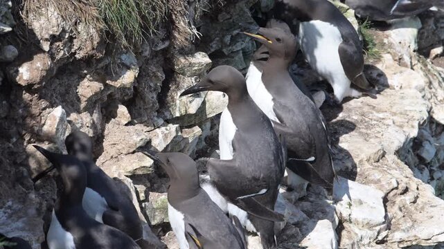 A  group of guillemots nesting together on a rocky ledge on the Farne Islands, UK. 