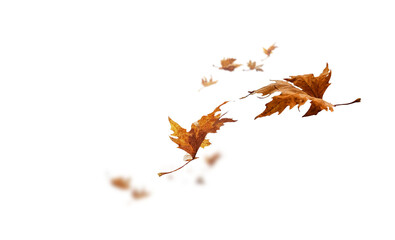 Naklejka na ściany i meble leaf leaves isolated autumn winter season background falling fall platanus tree wid air 
