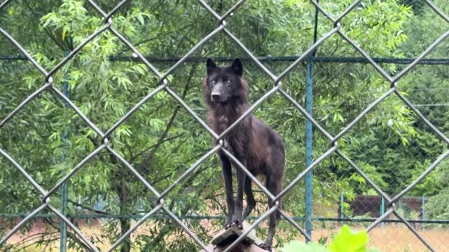 Black Wolf Standing High on Wooden Shelter Behind Chain Link Mesh Fence in Zoo