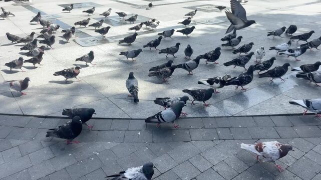 pigeons on the street