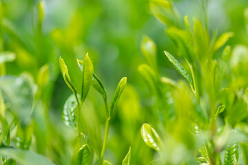 Obraz premium 茶葉 新茶