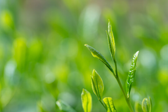 茶葉　新茶