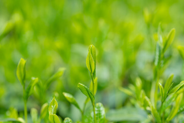 Obraz premium 茶葉 新茶