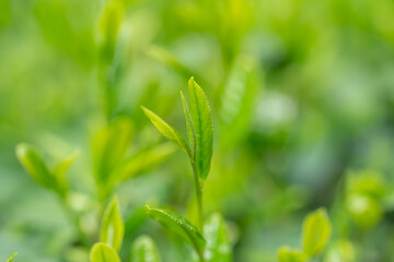 Obraz premium 茶葉 新茶