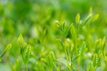 Obraz premium 茶葉 新茶