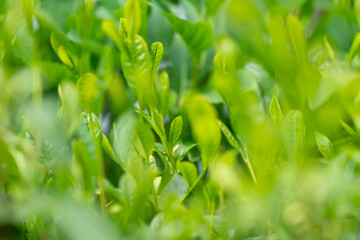 Obraz premium 茶葉 新茶