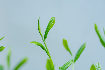 Obraz premium 茶葉 新茶