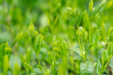 Obraz premium 茶葉 新茶