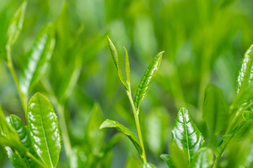 Obraz premium 茶葉 新茶