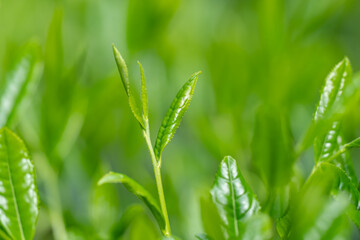Obraz premium 茶葉 新茶
