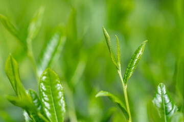Obraz premium 茶葉 新茶