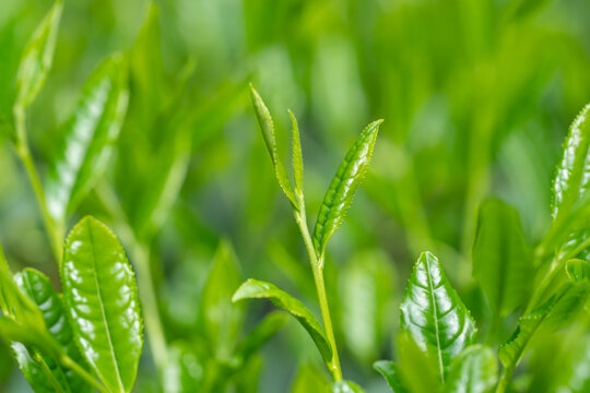 茶葉　新茶