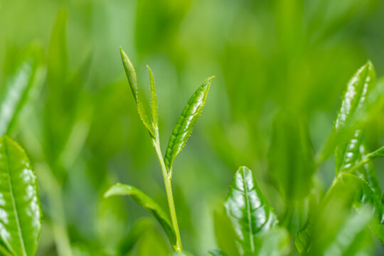 茶葉　新茶