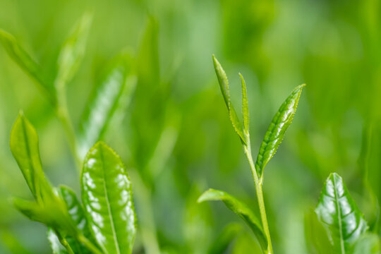 茶葉　新茶
