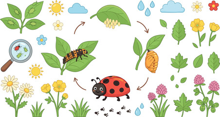 Cute cartoon ladybug life cycle vector set with eggs larva pupa adult beetle and educational diagram arrow element © MstRahima