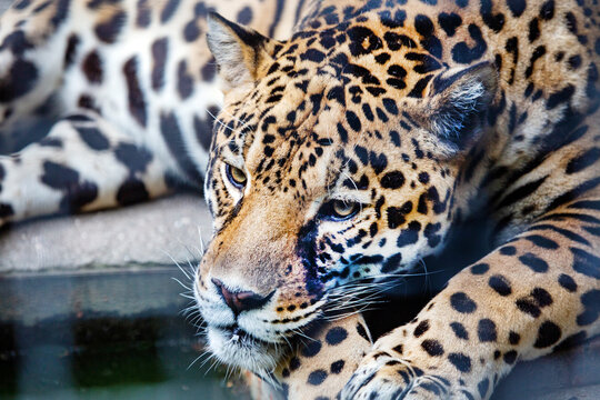 Jaguar lying on a tree on a bright sunny day. Wildlife, mammals, predators.