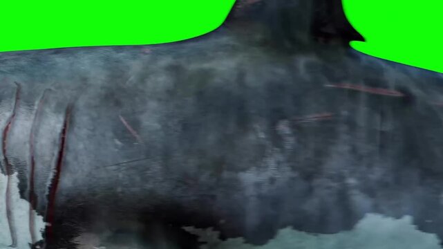 Shark skin texture detail with scars swimming against green screen background