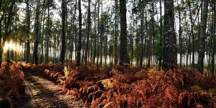 for&ecirc;t des Landes en automne 