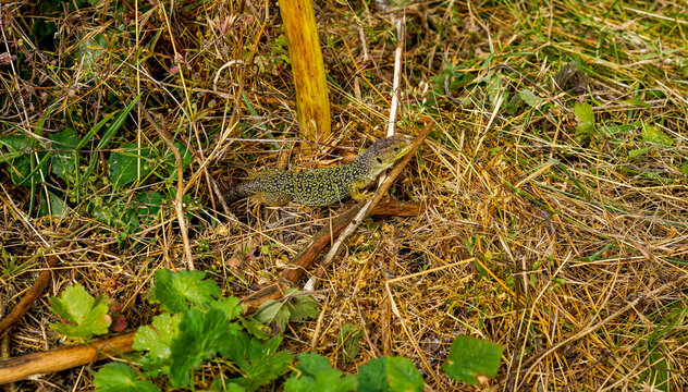 Ocellated lizard blending in dry grass environment