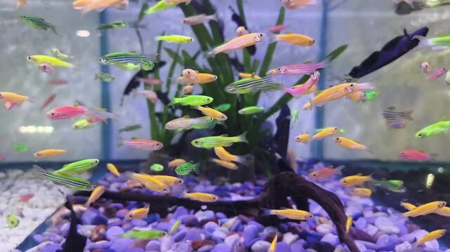 Vibrant fish dart through a lively aquarium scene. Colorful minnows swim above purple gravel and green plants. Dark wood logs add texture to the underwater space. Fish flash hues of yellow, green