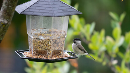 Great tit, parus major, on feeder © DooBap