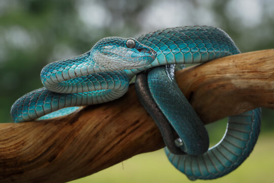 A striking blue insularis viper coils elegantly on a wooden branch, showcasing its vivid scales and piercing vertical pupil in a close-up shot, 24 july 2026 Indonesia