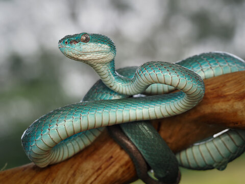 A striking blue insularis viper coils elegantly on a wooden branch, showcasing its vivid scales and piercing vertical pupil in a close-up shot, 24 july 2026 Indonesia