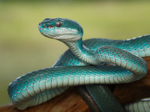 A striking blue insularis viper coils elegantly on a wooden branch, showcasing its vivid scales and piercing vertical pupil in a close-up shot, 24 july 2026 Indonesia