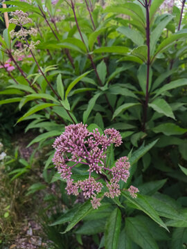 Closeup vibrant purple blooms of Eutrochium purpureum, also known as Joe Pye weed with bright green beautiful leaves on the summer nature outdoors background in sunny day