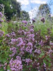 Obraz premium Close-up of blooming wild oregano with delicate purple flowers in a summer herb garden, featuring natural bokeh, selective focus and botanical beauty for wellness and culinary concepts.