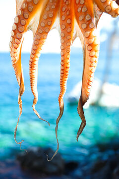 Close up view of octopus tentacles hanging to dry above the waterfront in Santorini, Greece, highlighting texture, detail, and traditional seafood preparation.