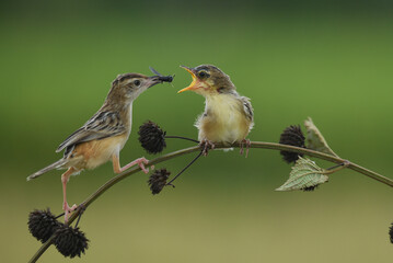 Mother bird of Zitting Cisticola feeding it's hungry chick © Leovin Agustim 
