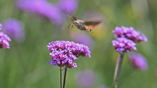 hummingbird hawk-moth (Macroglossum stellatarum) flying around and pollinating flowers