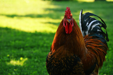 Domestic rooster (Gallus gallus domesticus) standing on green grass in natural daylight © Anatoly