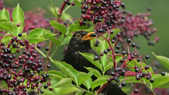 common Eurasian blackbird (Turdus merula) collecting elderberry