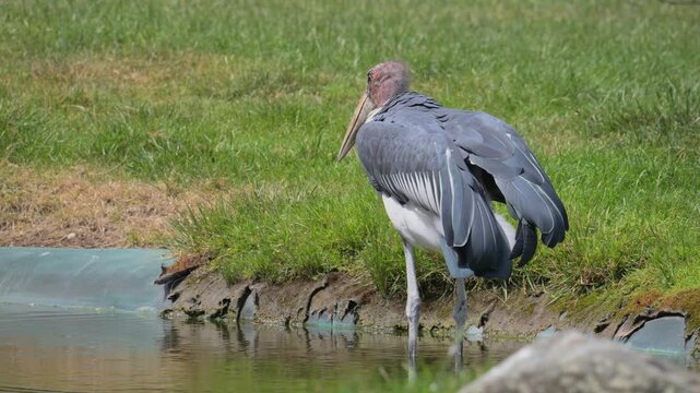 marabou stork (Leptoptilos crumenifer) standing in shallow water