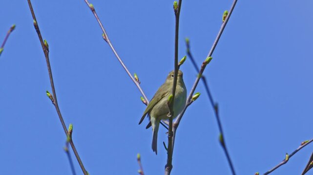 common chiffchaff (Phylloscopus collybita) singing on a branch