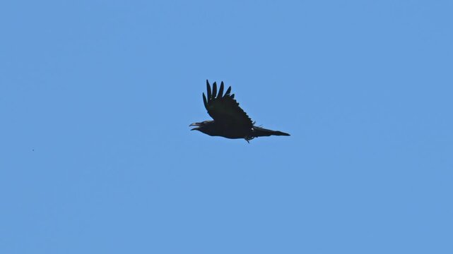 common northern raven (Corvus corax) flying in the sky