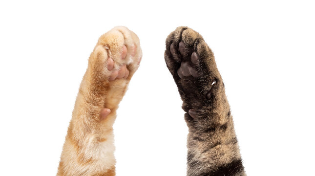 Two Cat Paws in a High Five Gesture on White Background - Orange and Tabby