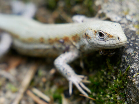 Zootoca vivipara. A close-up of a pale lizard with brown markings resting on moss and a rock.