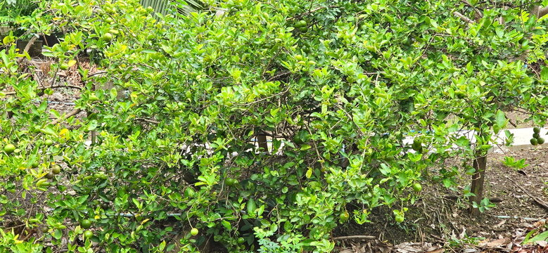 The lemon tree in the garden is laden with fruit. It's a low, bushy tree, and this type of lemon is very prolific with thin skins; the sour fruit is used in cooking. This is Key lime or Mexican lime.
