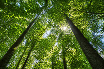 Fototapeta premium Sunlight streams through a dense canopy of tall, vibrant green trees in a forest.