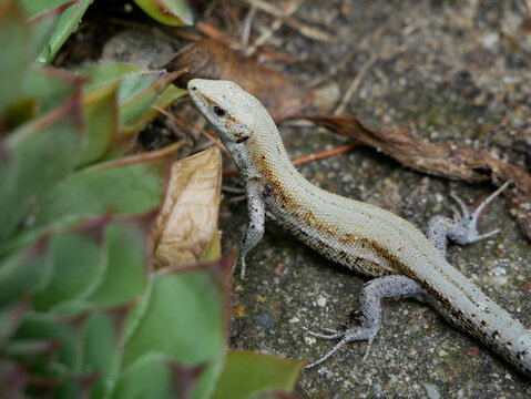 Zootoca vivipara. A light-colored lizard with grey legs rests on a stone surface next to green succulent plants.