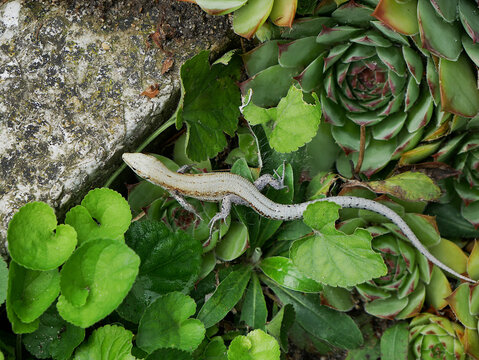 Zootoca vivipara. A pale lizard with a striped back rests on lush green plants and succulents.