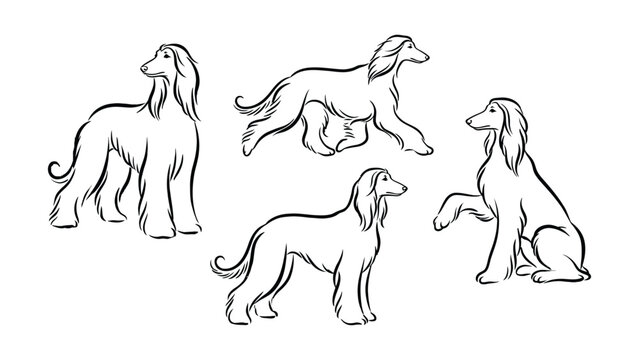 Afghan Hound Dog Set Hand Drawn Vector Illustration