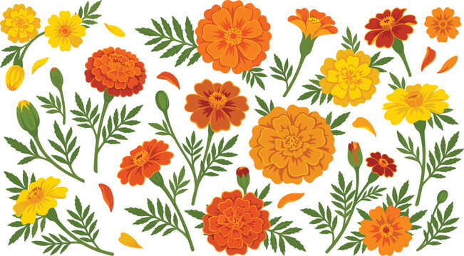 Vibrant marigold flower vector collection featuring orange and yellow blossoms, buds, leaves, and petals